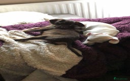 Mixed Breed dogs for adoption: Meet Daisy, currently residing in Telford - Image 3