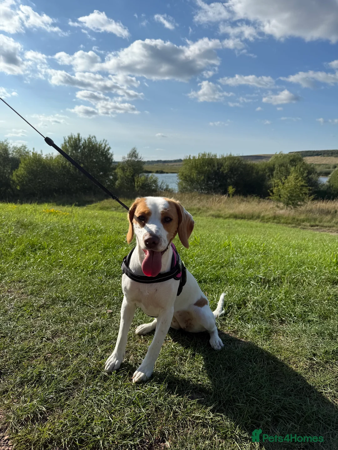 Bocker dogs for sale: Girl Bocker   - Advert 4