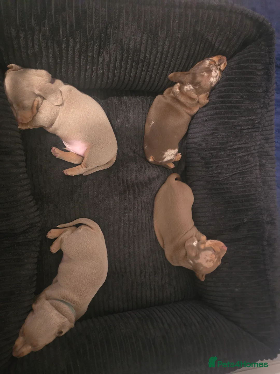 Miniature Dachshund dogs for sale: Exceptional Miniature lilac/dapple Dacshund boys in Swindon - Advert 2