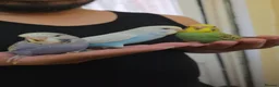 Budgerigars birds for sale: Super friendly hand tamed baby budgies for sale  - Advert 7