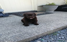 Labrador Retriever dogs for sale: 6 Adorable Chocolate Labs for Sale - Image 27