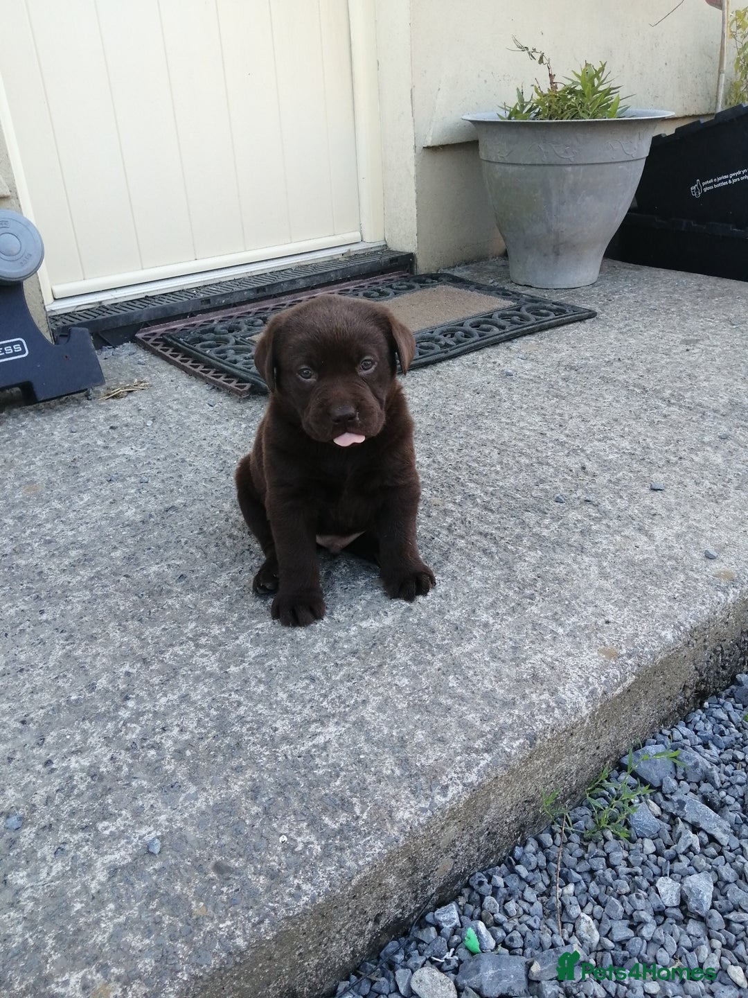 Labrador Retriever dogs for sale: 6 Adorable Chocolate Labs for Sale - Image 27
