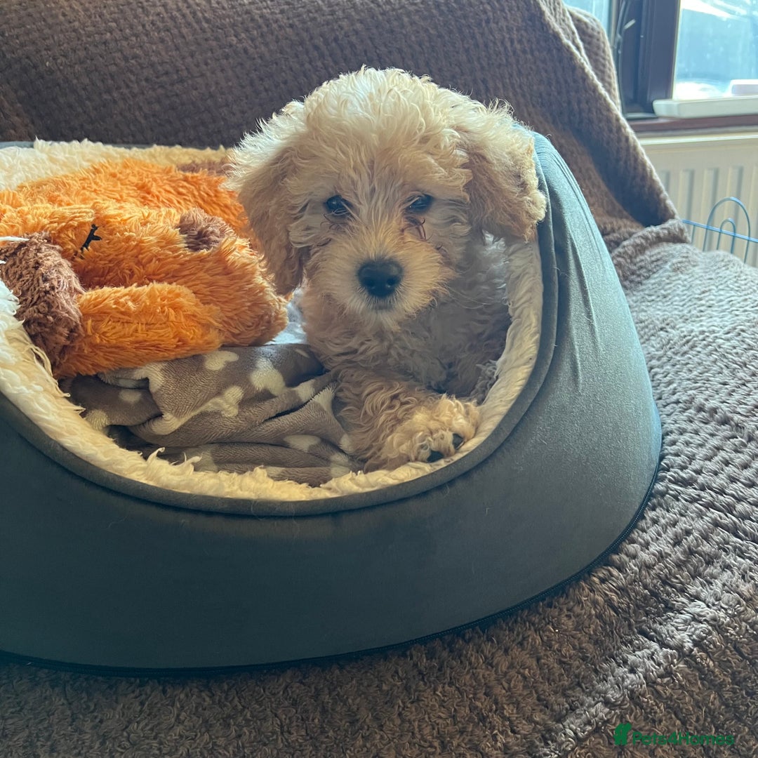 Mixed Breed dogs for sale: F1b Australian Labradoodle  - Advert 36