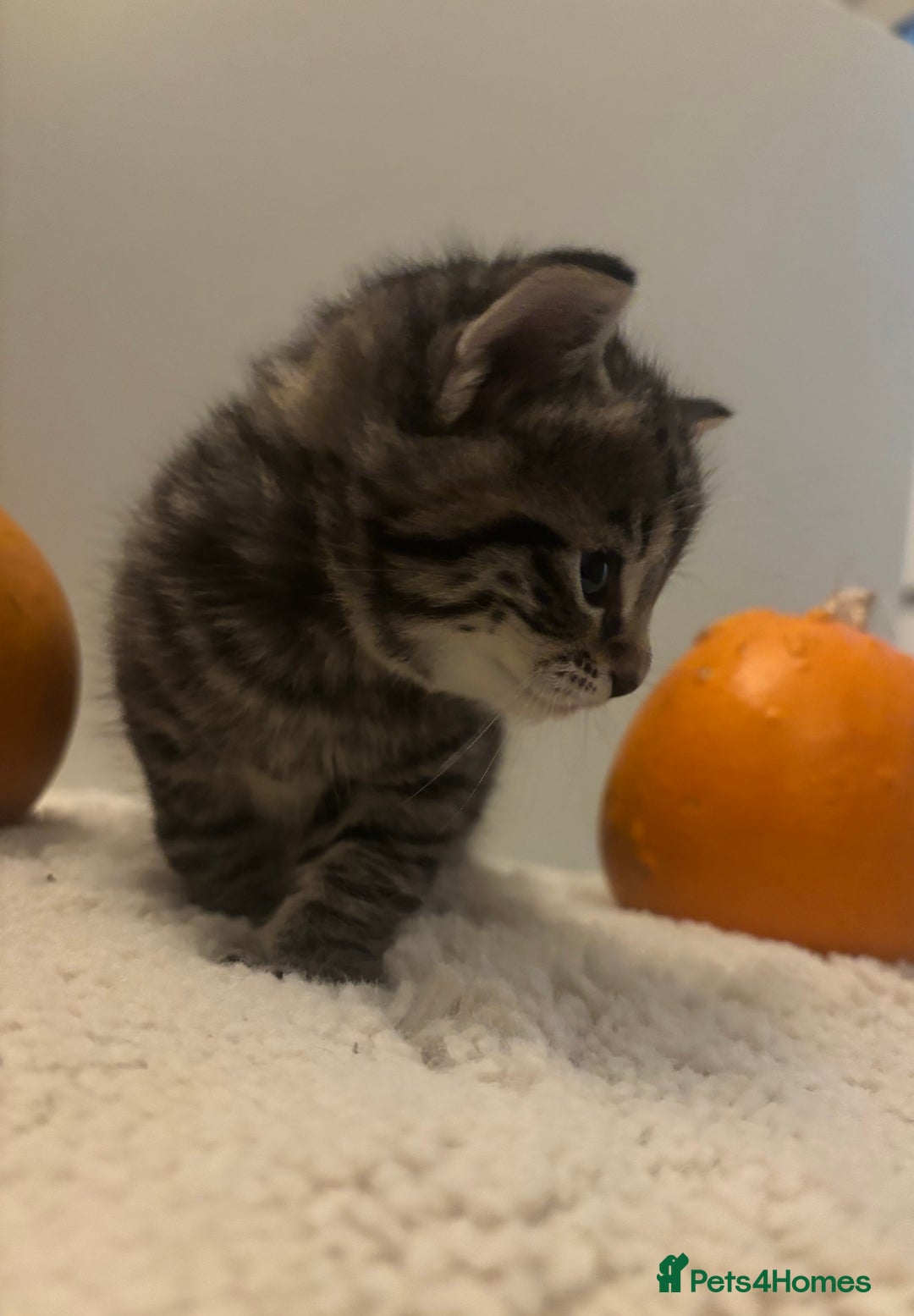 British Longhair cats for sale: Stunning kittens  - Advert 15