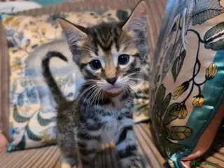 Bengal cats 2 Male Bengal cross DSH READY TO GO - Advert 1