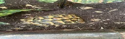 Hermann Tortoise reptiles for sale: Female, Hermann Tort, Table and Lamp in Leicester - Advert 2