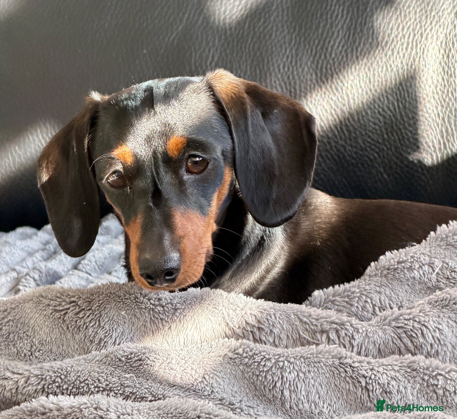 Miniature Dachshund dogs Three Stunning Mini Daschunds Girls - Advert 2