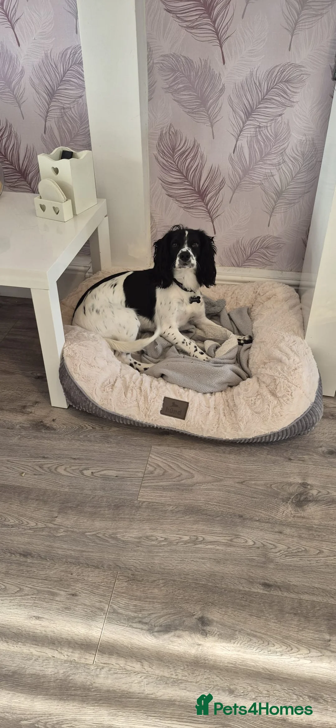 Cocker Spaniel dogs for sale: Beautiful cocker spaniel girl needing loving home in Basildon - Advert 5