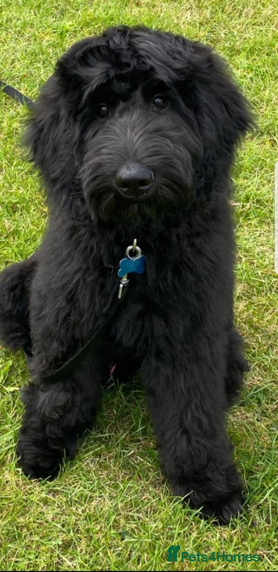 Goldendoodle dogs  Medium Goldendoodle puppies - Advert 2