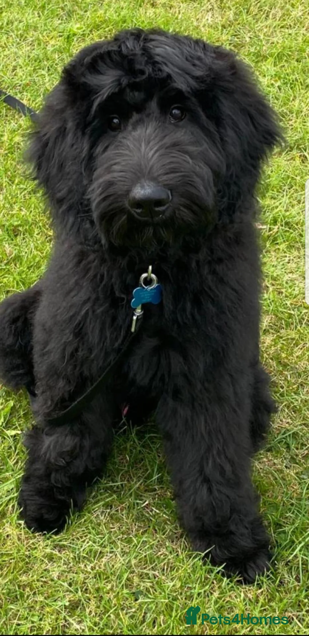 Goldendoodle dogs for sale:  Medium Goldendoodle puppies in Gateshead - Advert 2