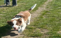 Border Collie dogs for sale: KC Reg Red Border Collie - Image 23