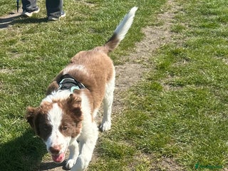 Border Collie dogs - Advert 10