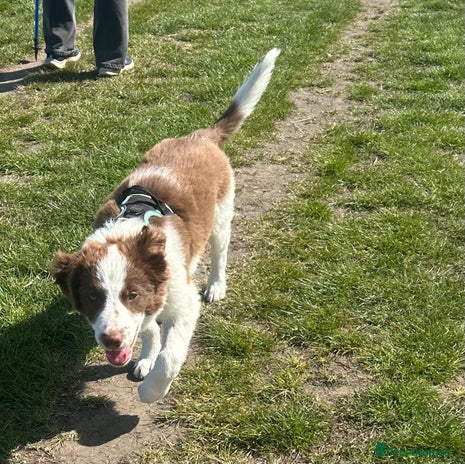 Border Collie dogs - Advert 8