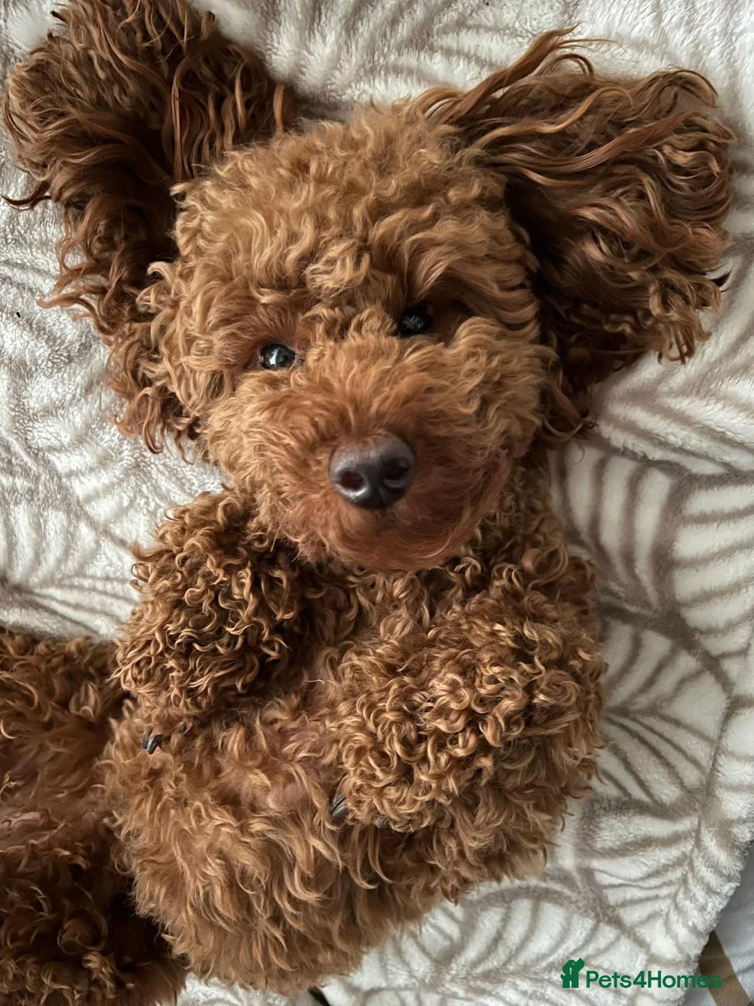 Toy Poodle dogs for sale: Red toy poodle in Hatfield - Advert 22