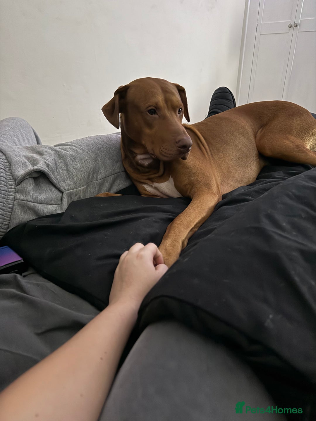 Mixed Breed dogs for sale: 2 Year Old Doberman cross American Bully - Advert 2