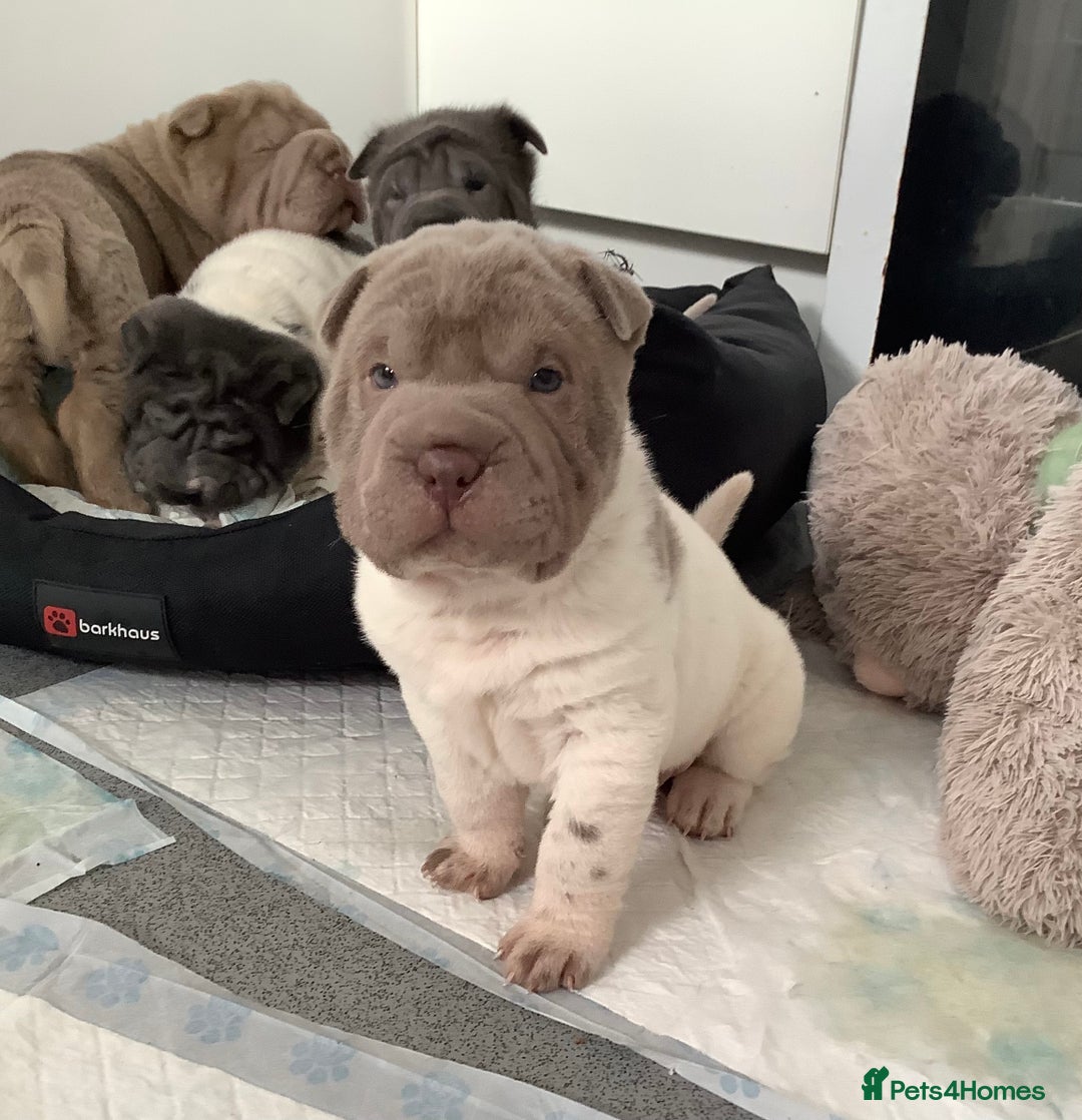 Shar Pei dogs for sale: Kc registered shar pei rare colours - Advert 13