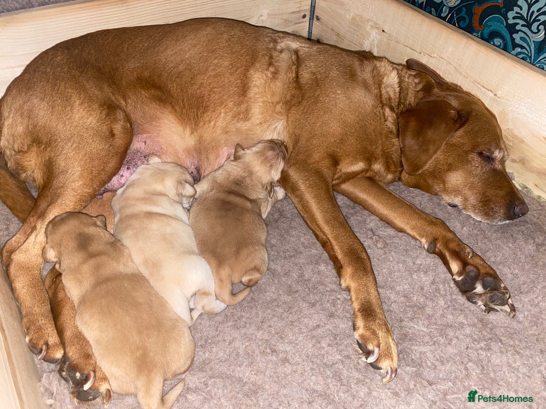 Goldador dogs for sale: Goldador Puppies  - Advert 1