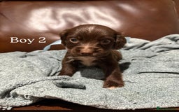 Cocker Spaniel dogs for sale: Cocker spaniel puppies  - Image 3
