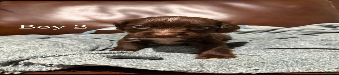 Cocker Spaniel Puppy 2