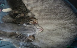 British Shorthair cats for sale: British shorthair x kittens - Image 15