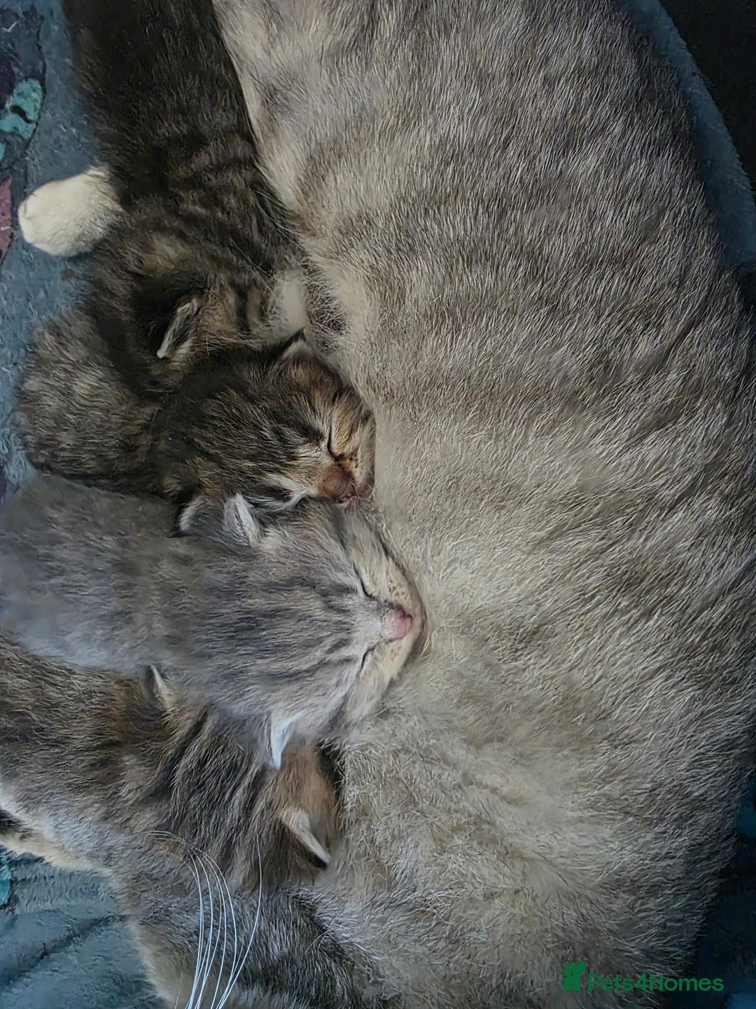 British Shorthair cats for sale: British shorthair x kittens - Image 15