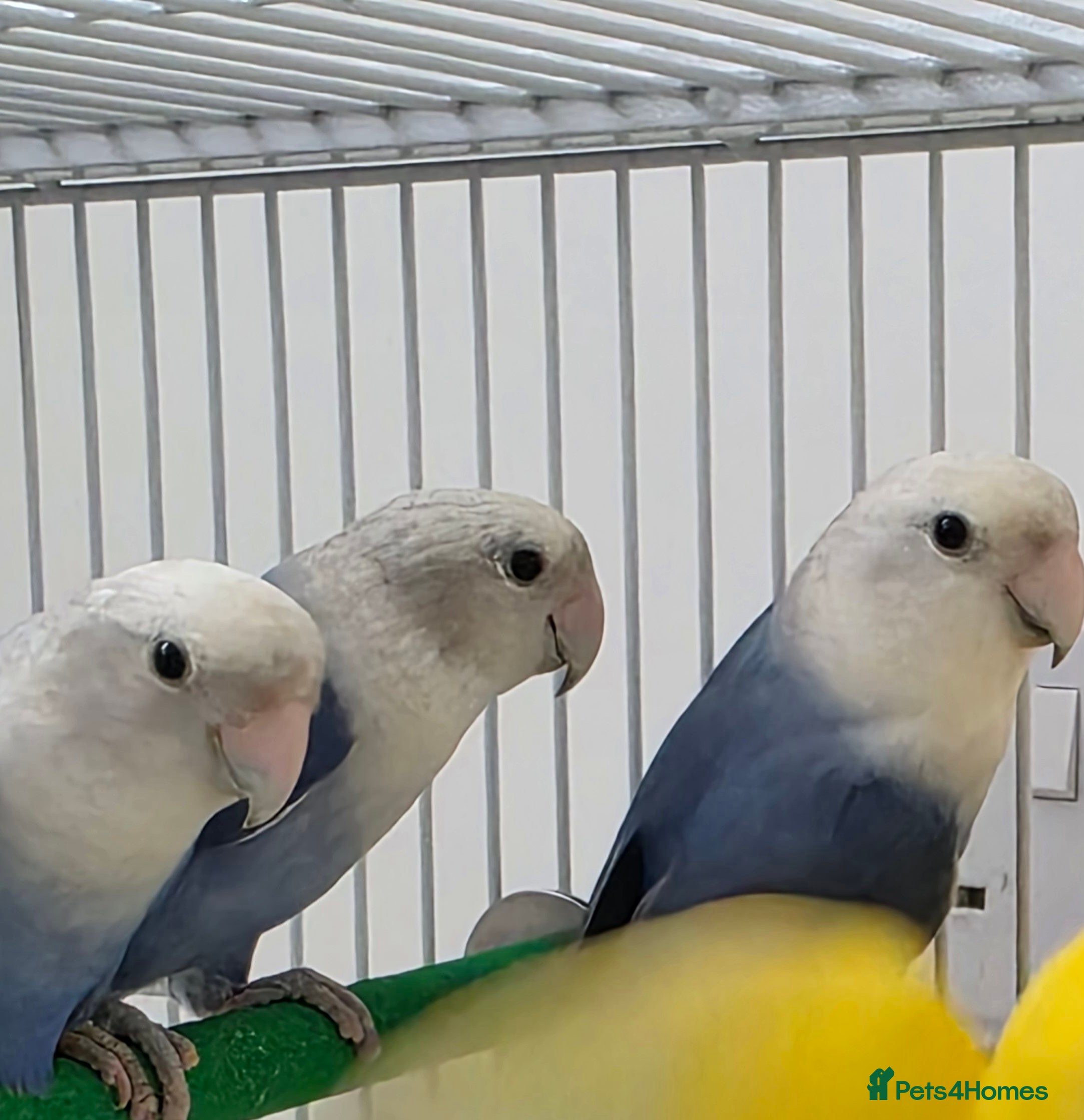 Lovebirds birds 4 blue peachface lovebirds  - Advert 1