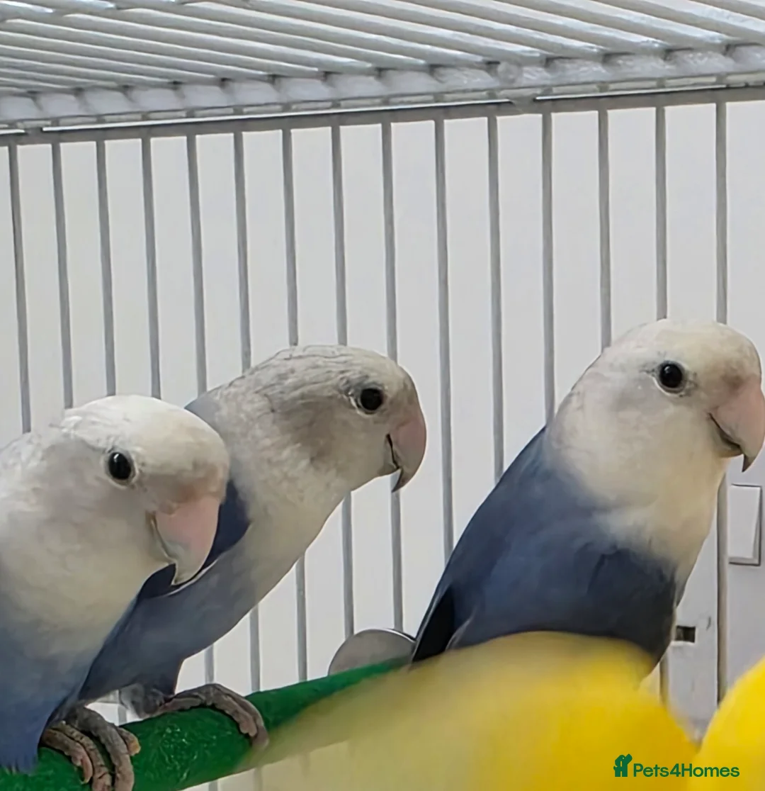 Lovebirds birds for sale: 4 blue peachface lovebirds  - Advert 1