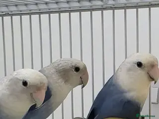 Lovebirds birds 4 blue peachface lovebirds - Advert 1