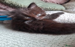 Mixed Breed cats for sale: Persian mixed breed kittens  - Image 2