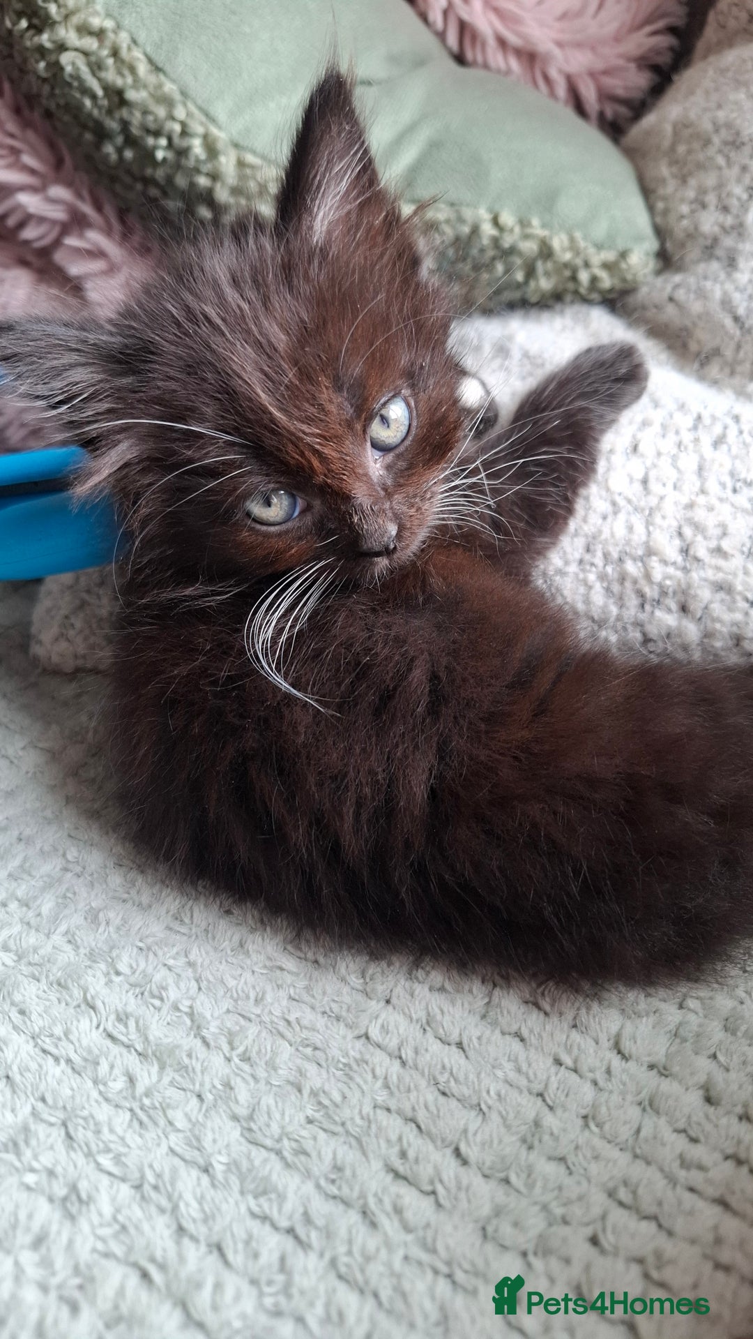 Mixed Breed cats for sale: Persian mixed breed kittens  - Image 2