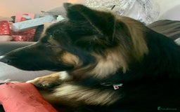Mixed Breed dogs for sale: 6 lab cross german shepherd beautys - Image 9