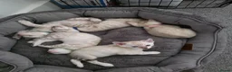 Bengal cats for sale: Snow bengal tica active - Advert 5
