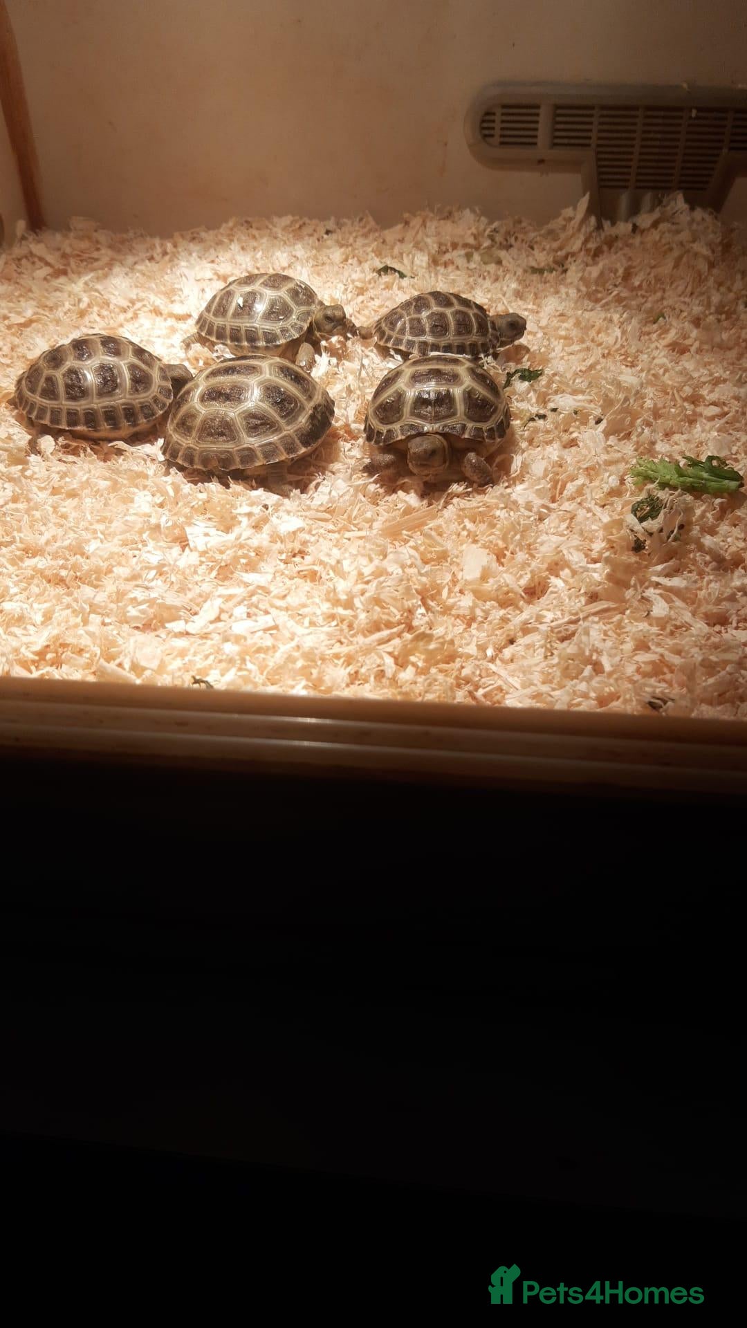 Tortoise reptiles Horsefield tortoises  - Advert 1
