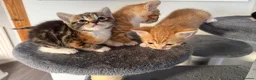 Mixed Breed cats for sale: 5 KITTENS TO LOVING HOMES - Advert 4