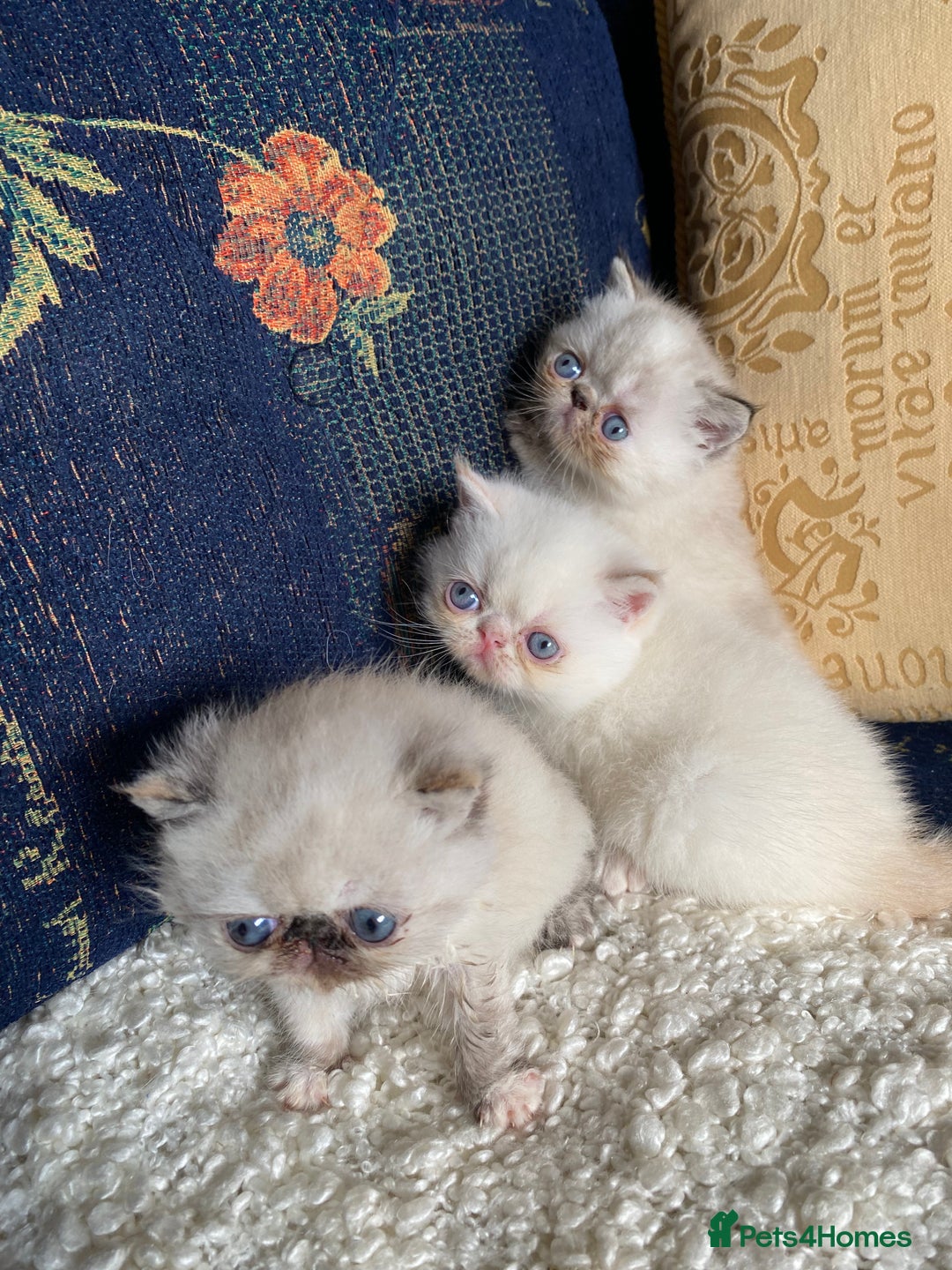 Exotic cats for sale: Outstanding exotic kittens  - Image 14