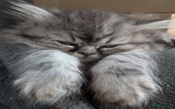 Persian cats for sale: Beautiful Persian kittens  - Image 15