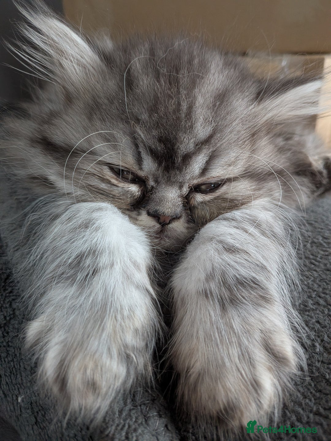Persian cats for sale: Beautiful Persian kittens  - Image 15