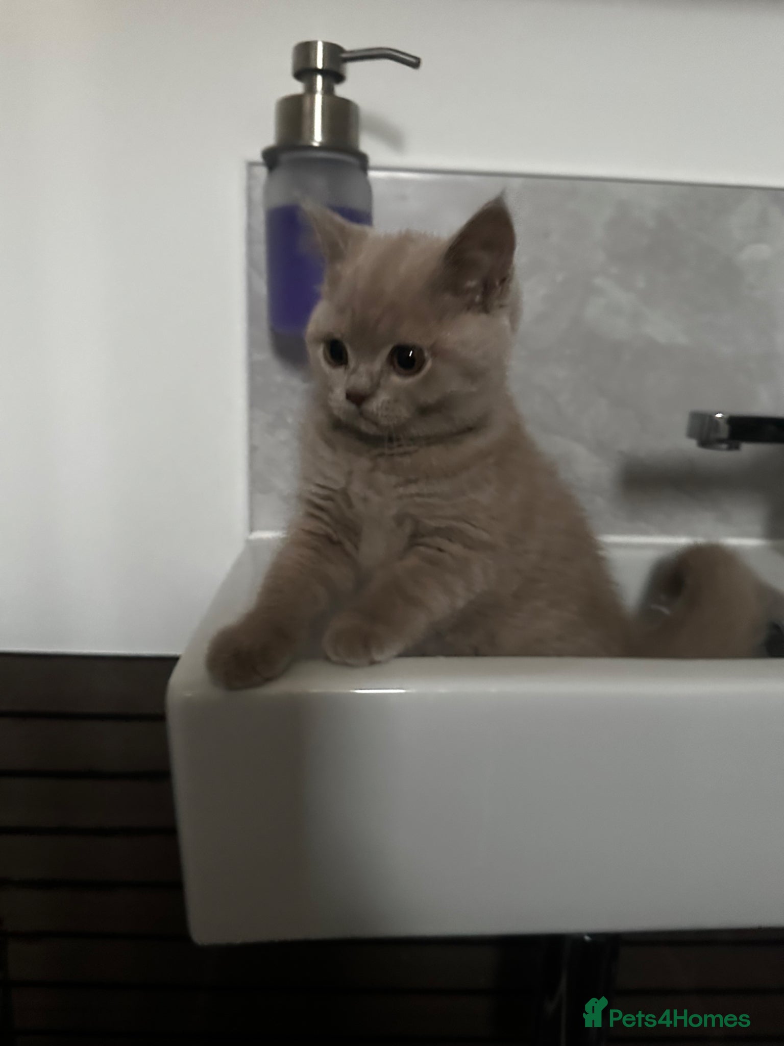 British Shorthair cats Last 2 girls available  - Advert 1