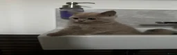 British Shorthair cats for sale: Last 2 girls available  - Advert 1