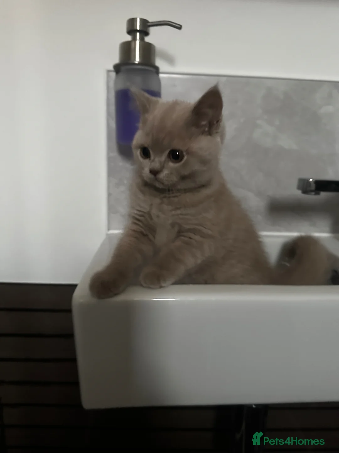 British Shorthair cats for sale: Last 2 girls available  - Advert 1