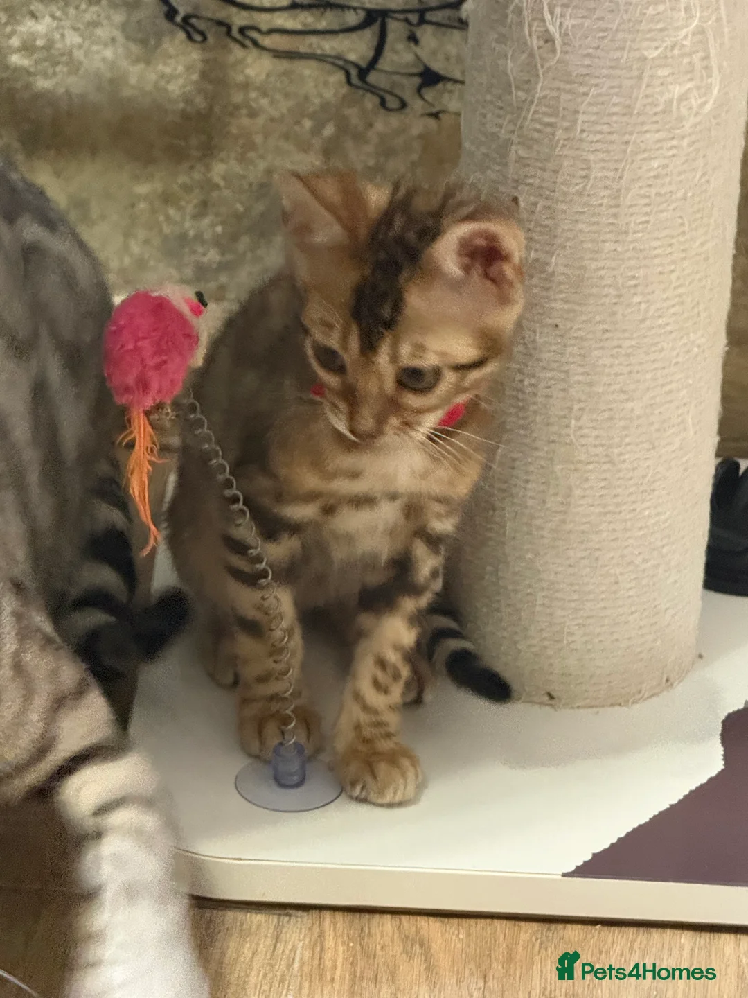 Bengal cats for sale: Pure Bengal kittens for sale just 2 boys left.  - Advert 3