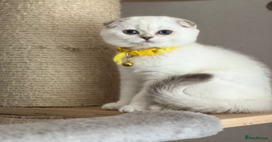 Scottish Fold cats - Advert 2