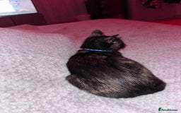 Mixed Breed cats for sale: 1 year old cat for sale - Image 1