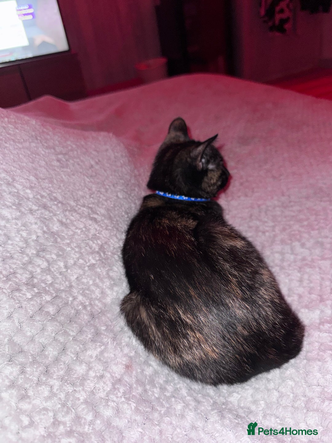 Mixed Breed cats for sale: 1 year old cat for sale - Image 1