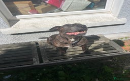Mixed Breed dogs for sale: Home needed asap. Murphy ,8 year old - Image 4