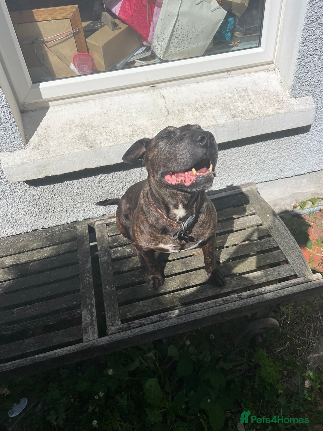 Mixed Breed dogs for sale: Home needed asap. Murphy ,8 year old - Image 4