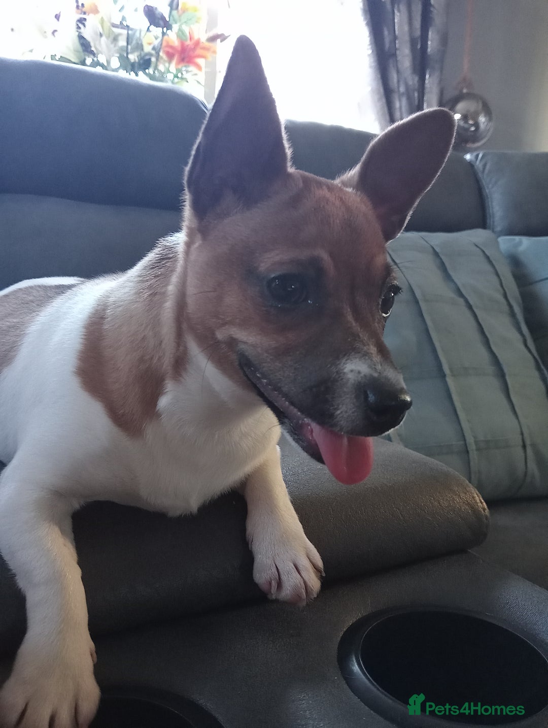 Jack Russell dogs for sale: Jack Russell  - Advert 1