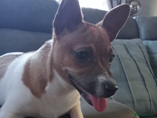 Jack Russell dogs Jack Russell - Advert 7