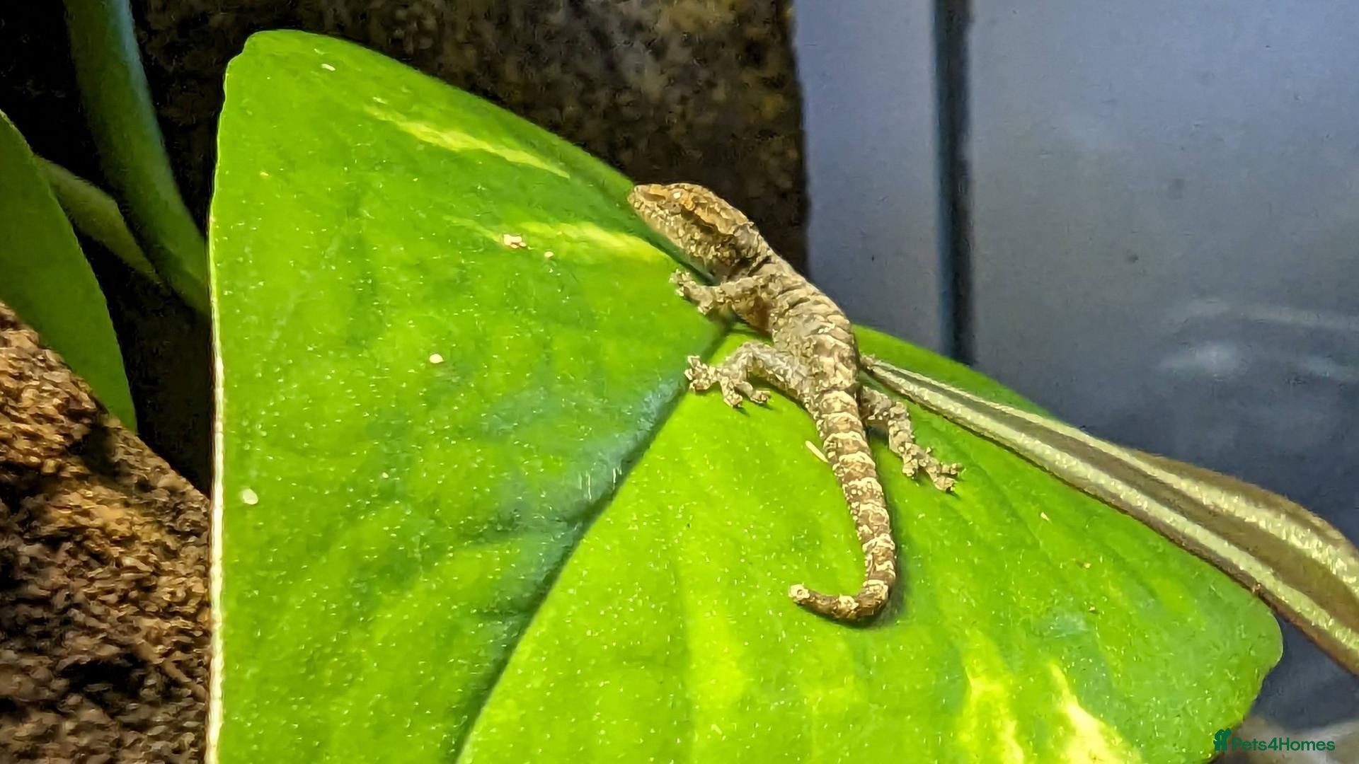 Gecko reptiles Mourning Geckos (Lepidodactylus lugubris) CB26 - Advert 2