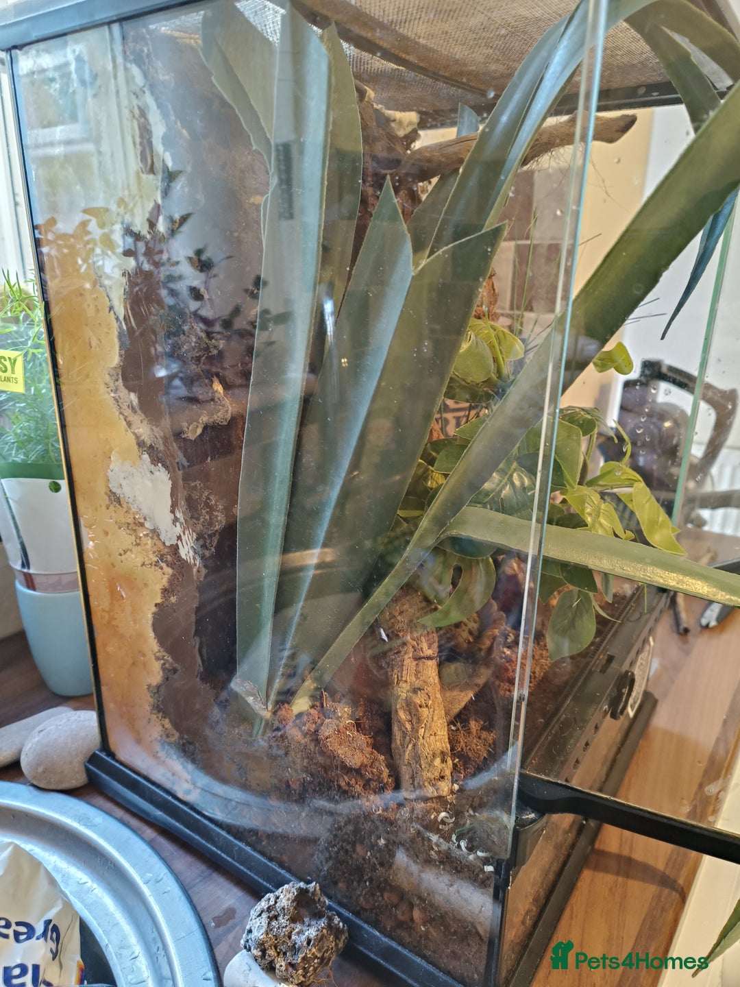 Gecko reptiles for sale: Morning Gecko's and full setup - Image 3